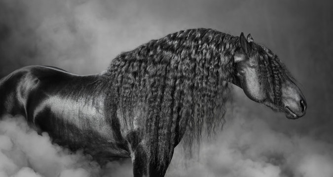 Portrait of black Frisian horse with long mane  in the smoke