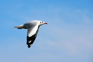   seagull in the sky