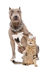 Fototapeta premium Pit bull sitting with his paw on the head of a cat 
