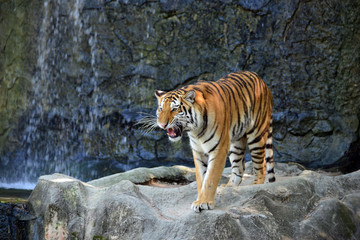 tiger in action of growl