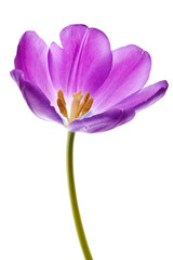 Obraz na płótnie Canvas purple tulip isolated
