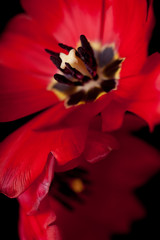 Dark Red Tulips Isolated on Black Background