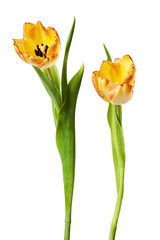 Tulips Yellow Red Orange Tulip Flowers Isolated White