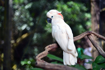 Bird in wood