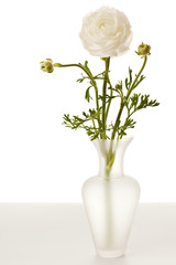 White Ranunculus in Vase Isolated on a White Background
