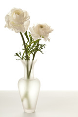 White Ranunculus in Vase Isolated on a White Background