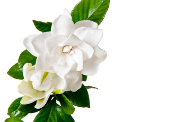 White Gardenia Blossom Isolated on White Background