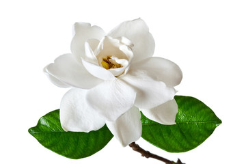 White Gardenia Blossom Isolated - 95929769