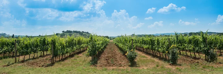 Papier Peint photo Lavable Vignoble Rangées de vignes avec ciel bleu