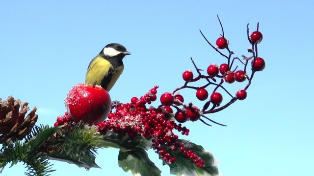 Bird on a branch. Tit. Bird sitting on a branch on a background of the winter sky. Titmouse pecks food. 