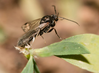 ant with wings on the grass