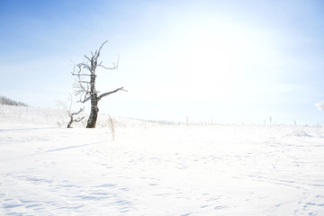 Fototapeta na wymiar Dead tree on snow-covered field