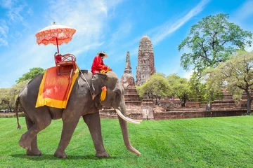 Foto op Aluminium Elephant for Tourists in Ayutthaya, Thailand. © kinwun