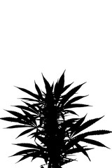 silhouette cannabis indica foliage