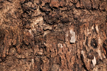 Cracked wood texture of an old tree
