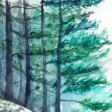 Winter wood forest pine landscape