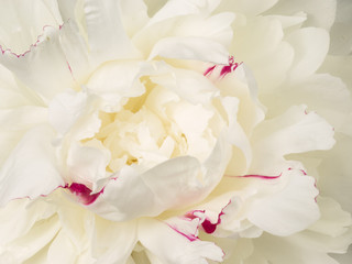Fototapety  beautiful white peony flower center