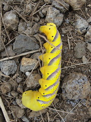 grosse chenille de papillon champ de cannes réunionnais