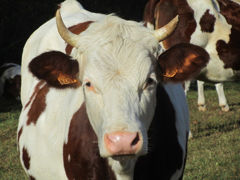 vache comtoise 2