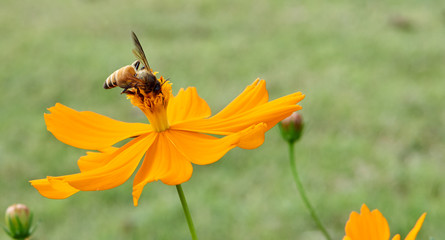 Bee collect pollen from yellow flower