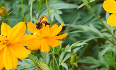 Bee collect pollen from yellow flower