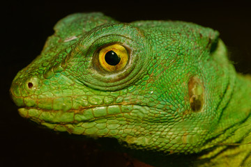 Grüne Echse