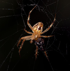 Spider eats a fly