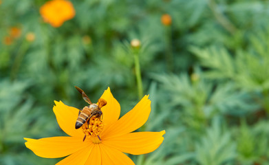 Bee collect pollen from yellow flower