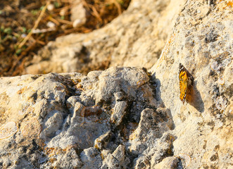 Small Tortoiseshell