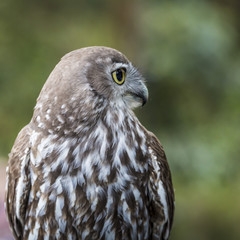 Burrowing Owl (Athene cunicularia) sitting on a pole