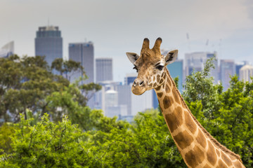 Naklejka premium Giraffes at Zoo with a view of the skyline of Sydney in the back