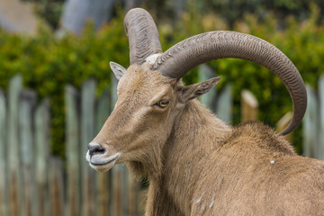 West caucasian tur goat