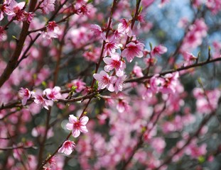 Fruit Tree With Pink Blossom 