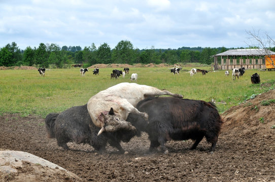 Bullfighting. Yaks lift up the Yakut bull