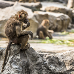 Portrait of young male hamadryas baboon