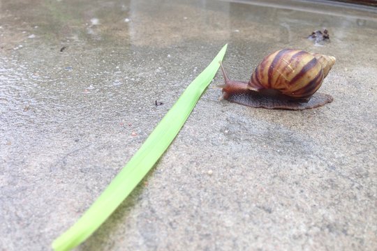 Closed up snail crawl in graden