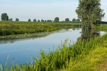 Crooked tree reflected in the smooth water surface