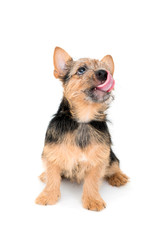 ノーリッチテリア