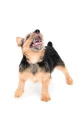 ノーリッチテリアの子犬