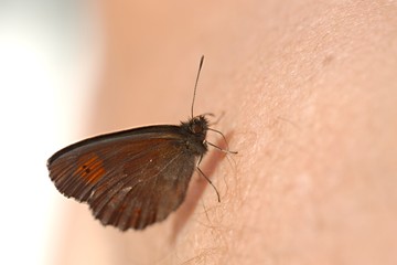 Butterfly on skin