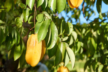 Star apple on tree branch