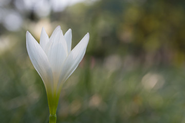 Fototapeta premium White zephyranthes flower (Zephyranthes carinata).