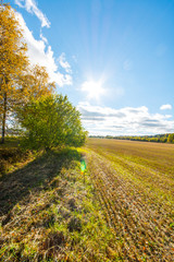 Autumn. Yellow field landscape. Panorama