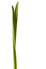 Fototapeta na wymiar Spring Daffodil Leaf Isolated on White Background
