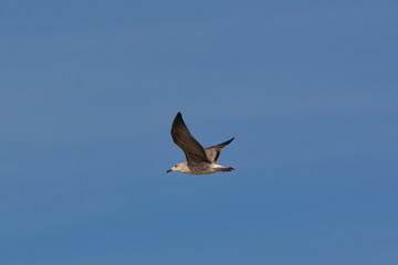 Jungmöwe im Flug