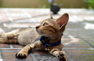 Side view of looking tabby