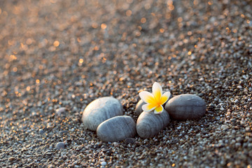 Pebble on the beach with plumeria flower 