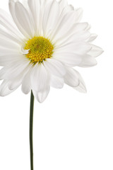 white daisy
