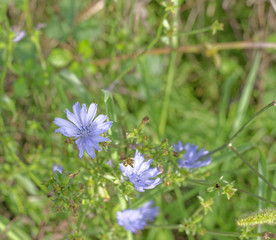 chicory flower