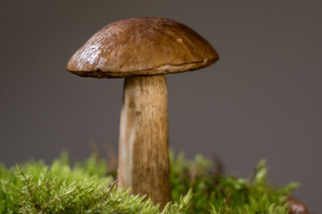 Mushrooms in the pot. Vegetarian food. Close up
